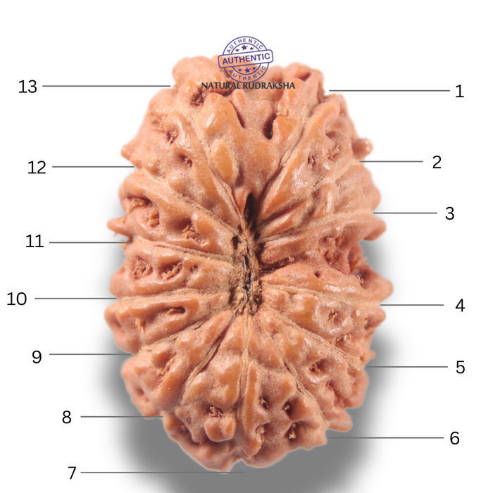 13 Mukhi Indonesian Rudraksha - Bead No 298