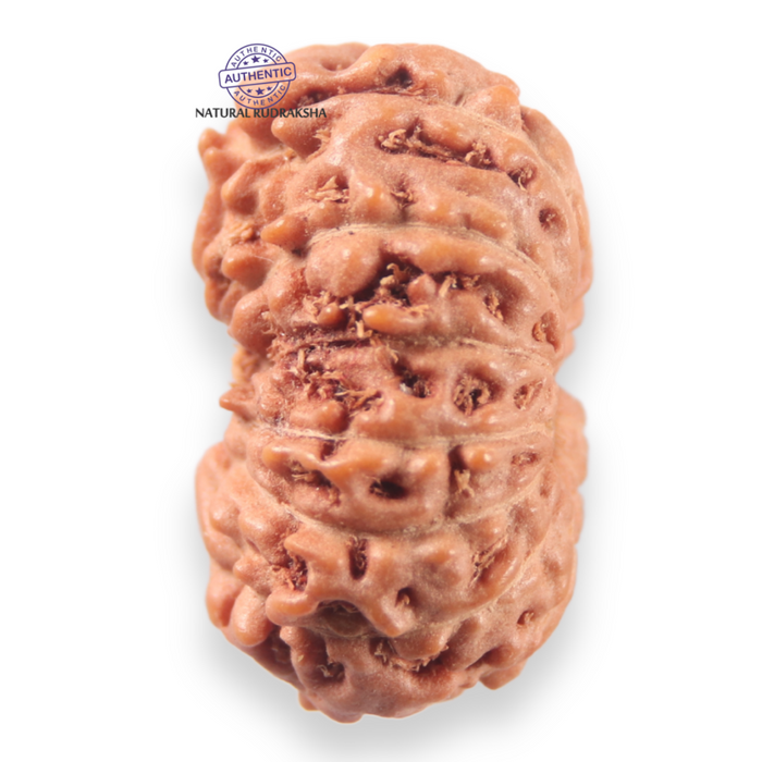 13 Mukhi Indonesian Rudraksha - Bead No 298