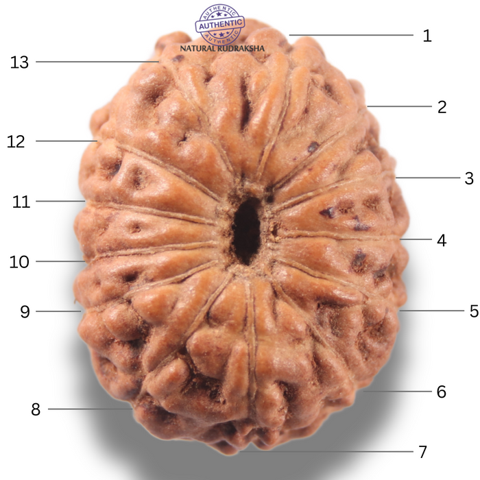 13 Mukhi Indonesian Rudraksha - Bead No 299