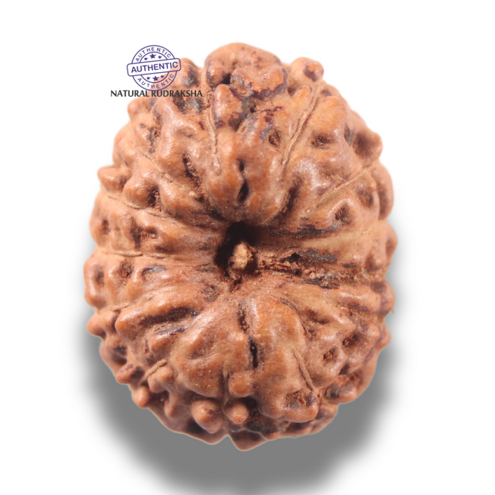 13 Mukhi Indonesian Rudraksha - Bead No 299