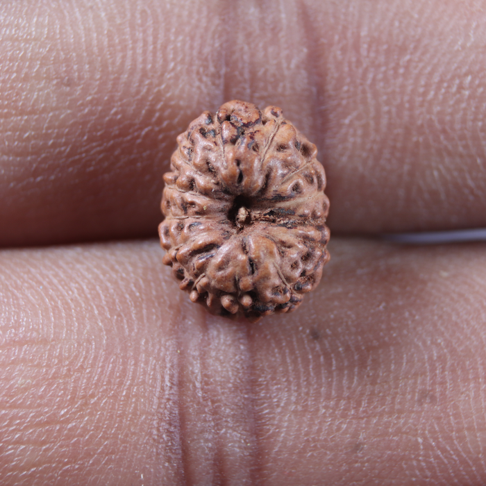 13 Mukhi Indonesian Rudraksha - Bead No 299