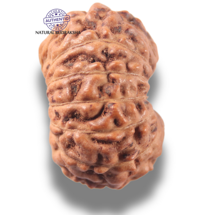 13 Mukhi Indonesian Rudraksha - Bead No 299