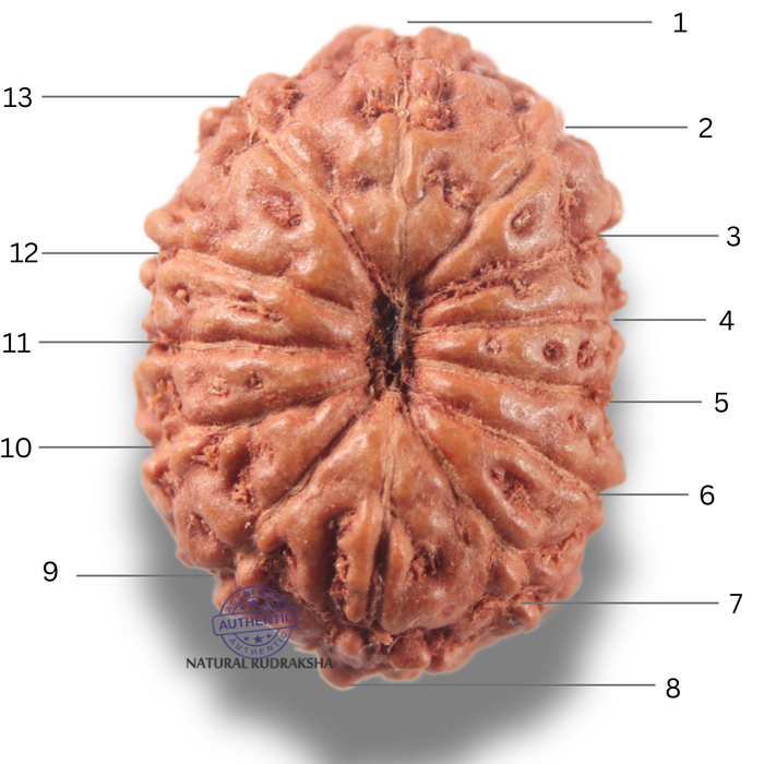 13 Mukhi Indonesian Rudraksha - Bead No 300