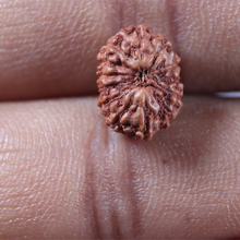 Load image into Gallery viewer, 13 Mukhi Indonesian Rudraksha - Bead No 300

