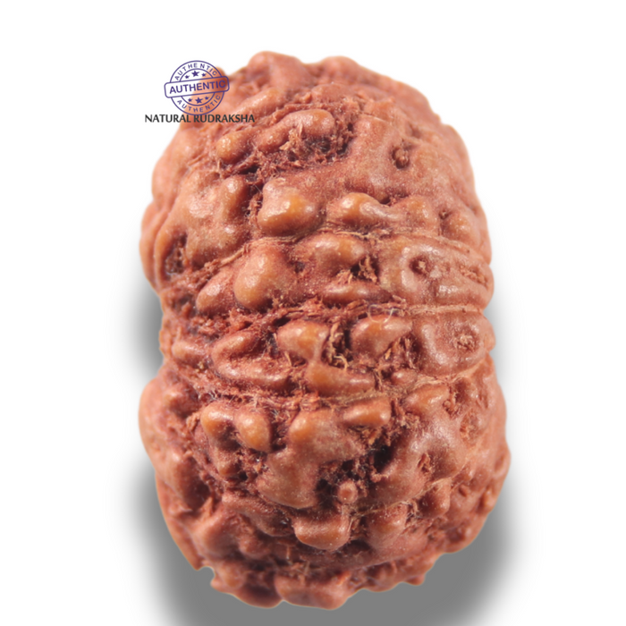 13 Mukhi Indonesian Rudraksha - Bead No 300