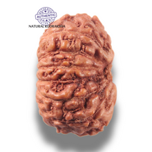 Load image into Gallery viewer, 13 Mukhi Indonesian Rudraksha - Bead No 300
