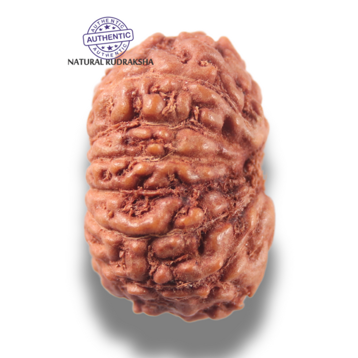 13 Mukhi Indonesian Rudraksha - Bead No 300