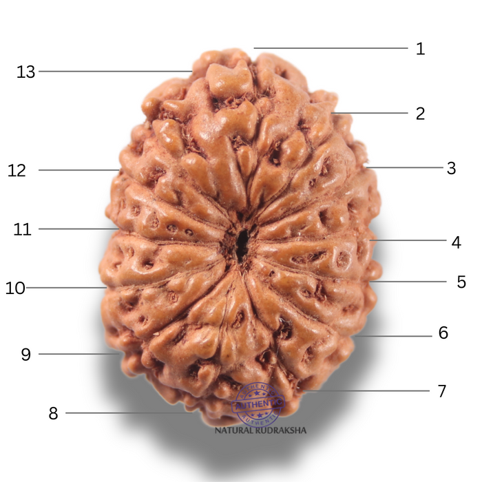 13 Mukhi Indonesian Rudraksha - Bead No 301