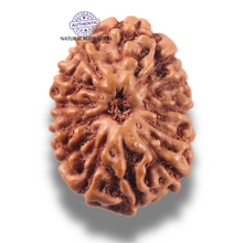 Load image into Gallery viewer, 13 Mukhi Indonesian Rudraksha - Bead No 301
