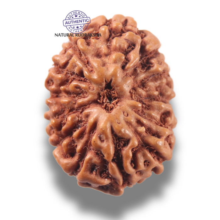 13 Mukhi Indonesian Rudraksha - Bead No 301