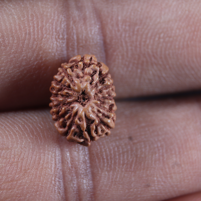 13 Mukhi Indonesian Rudraksha - Bead No 301