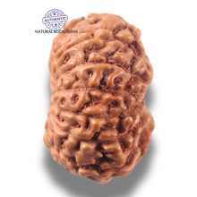 Load image into Gallery viewer, 13 Mukhi Indonesian Rudraksha - Bead No 301
