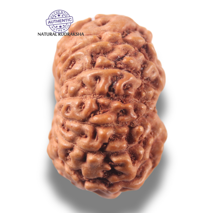 13 Mukhi Indonesian Rudraksha - Bead No 301