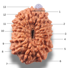 Load image into Gallery viewer, 13 Mukhi Indonesian Rudraksha - Bead No 302
