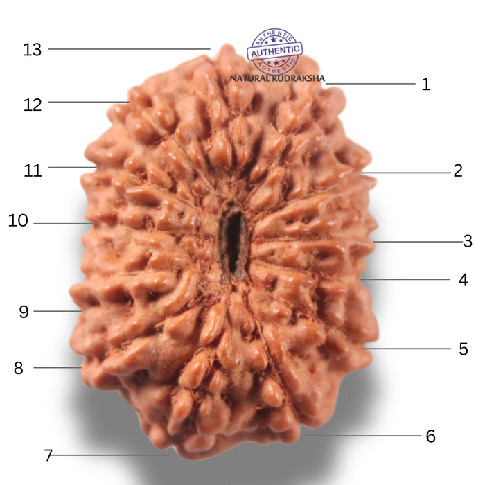 13 Mukhi Indonesian Rudraksha - Bead No 302
