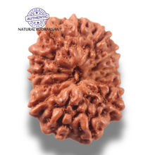 Load image into Gallery viewer, 13 Mukhi Indonesian Rudraksha - Bead No 302
