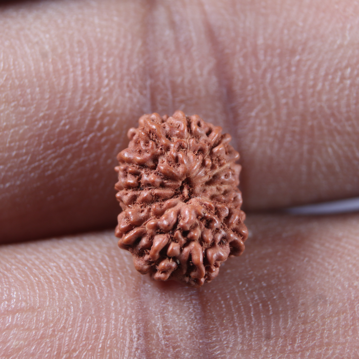 13 Mukhi Indonesian Rudraksha - Bead No 302