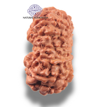 Load image into Gallery viewer, 13 Mukhi Indonesian Rudraksha - Bead No 302
