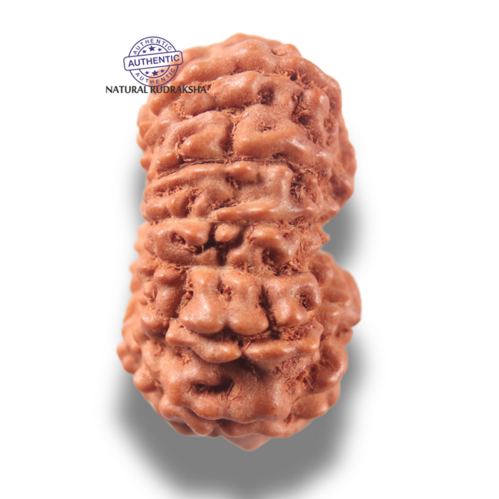 13 Mukhi Indonesian Rudraksha - Bead No 302