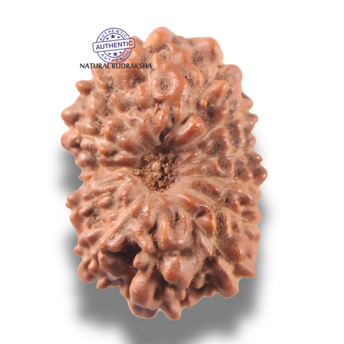 13 Mukhi Indonesian Rudraksha - Bead No 303