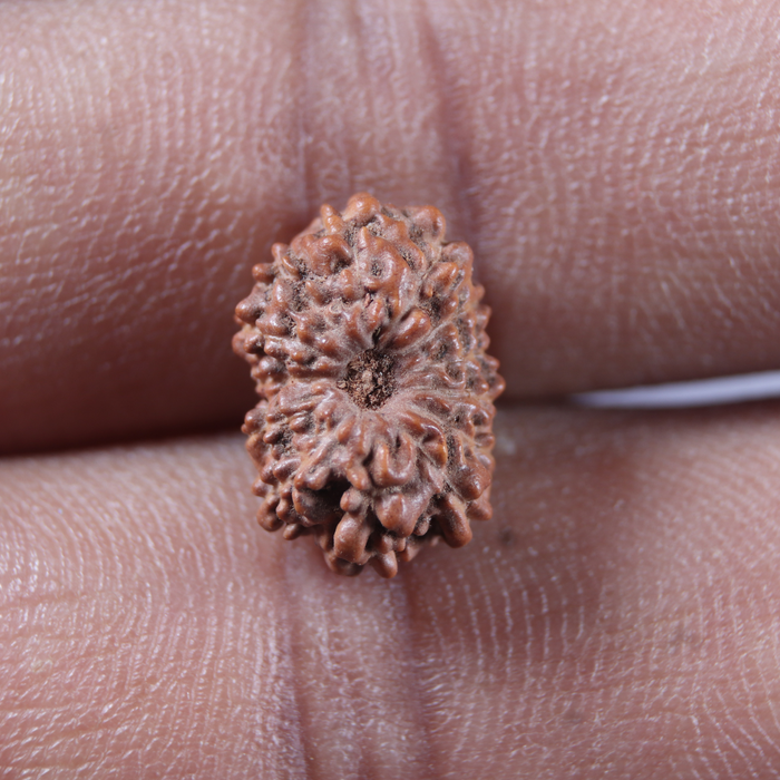 13 Mukhi Indonesian Rudraksha - Bead No 303