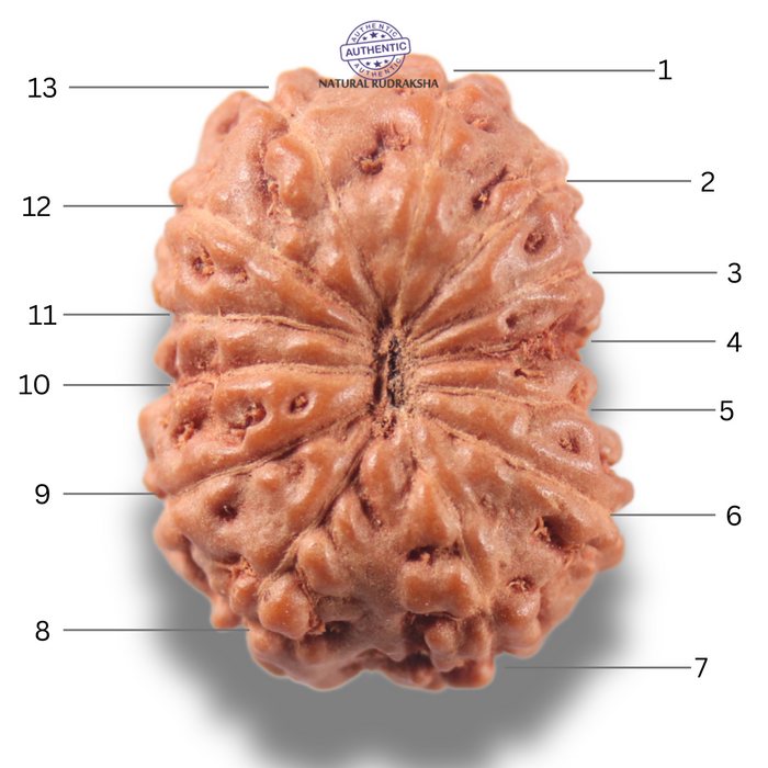 13 Mukhi Indonesian Rudraksha - Bead No 304