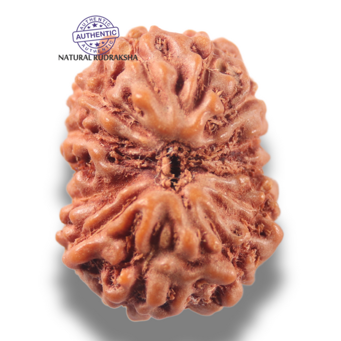 13 Mukhi Indonesian Rudraksha - Bead No 304