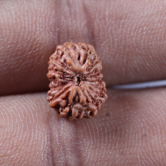 13 Mukhi Indonesian Rudraksha - Bead No 304