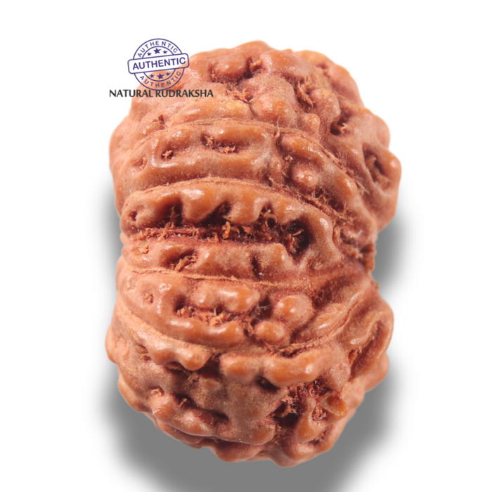 13 Mukhi Indonesian Rudraksha - Bead No 304