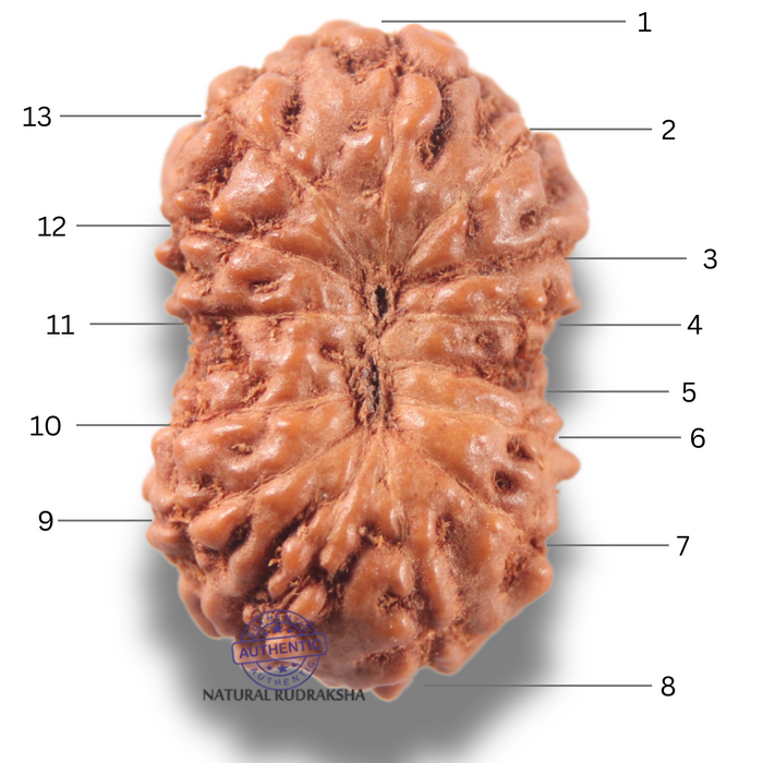 13 Mukhi Indonesian Rudraksha - Bead No 305