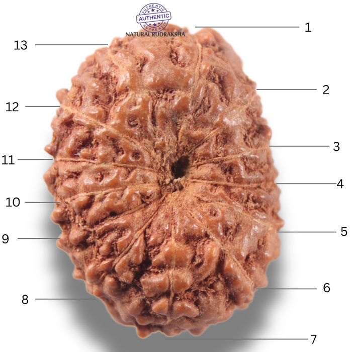 13 Mukhi Indonesian Rudraksha - Bead No 306
