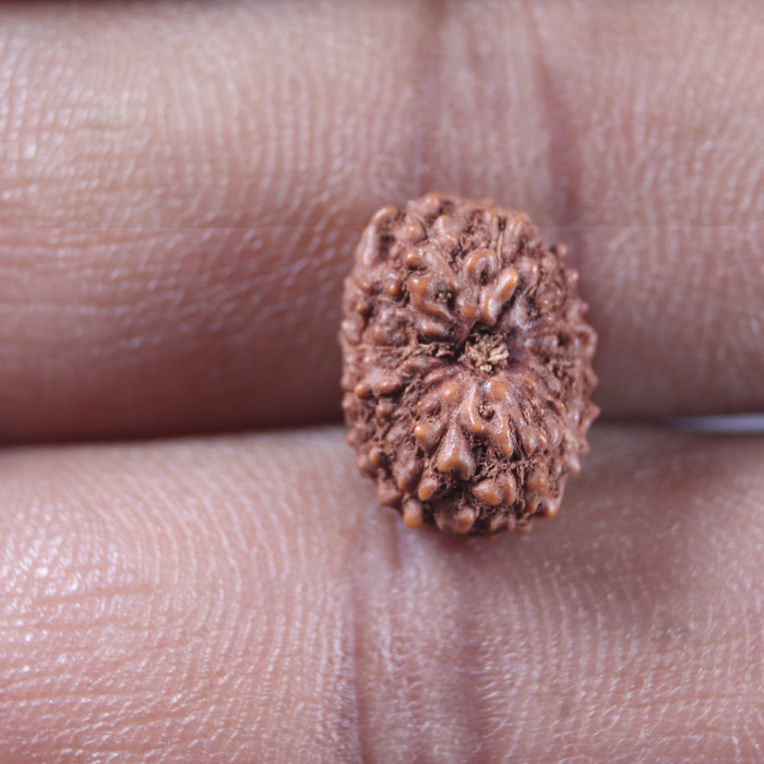 13 Mukhi Indonesian Rudraksha - Bead No 306
