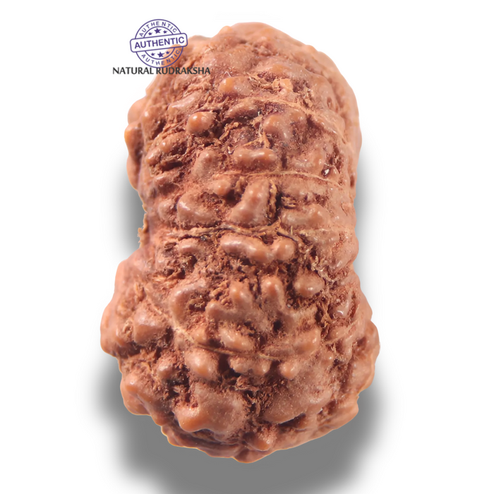 13 Mukhi Indonesian Rudraksha - Bead No 306
