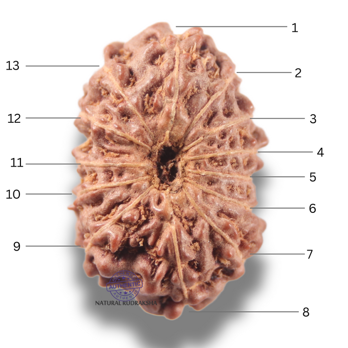 13 Mukhi Indonesian Rudraksha - Bead No 307