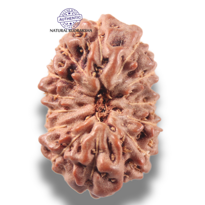 13 Mukhi Indonesian Rudraksha - Bead No 307