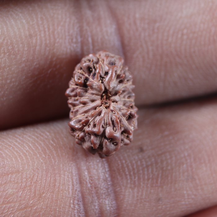 13 Mukhi Indonesian Rudraksha - Bead No 307
