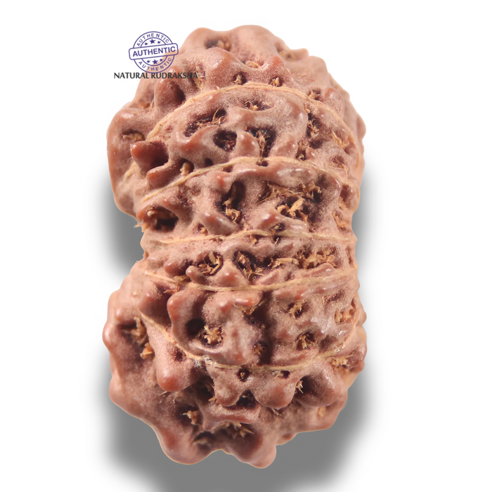 13 Mukhi Indonesian Rudraksha - Bead No 307