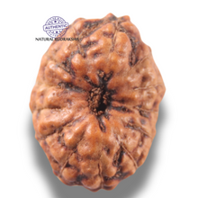 Load image into Gallery viewer, 13 Mukhi Indonesian Rudraksha - Bead No 308
