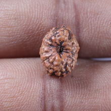 Load image into Gallery viewer, 13 Mukhi Indonesian Rudraksha - Bead No 308
