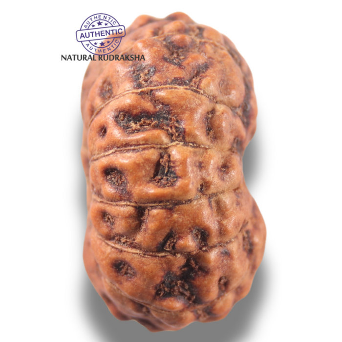 13 Mukhi Indonesian Rudraksha - Bead No 308