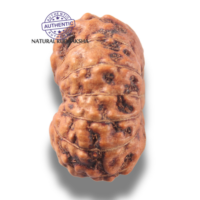13 Mukhi Indonesian Rudraksha - Bead No 308