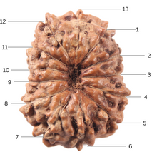 Load image into Gallery viewer, 13 Mukhi Indonesian Rudraksha - Bead No 309

