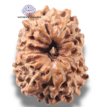 Load image into Gallery viewer, 13 Mukhi Indonesian Rudraksha - Bead No 309
