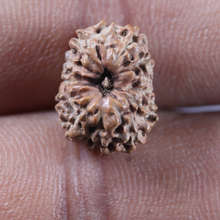 Load image into Gallery viewer, 13 Mukhi Indonesian Rudraksha - Bead No 309
