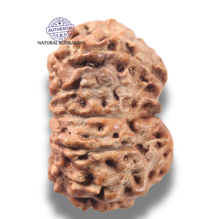 13 Mukhi Indonesian Rudraksha - Bead No 309