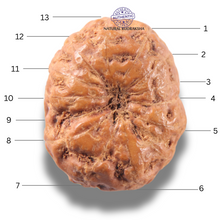 Load image into Gallery viewer, 13 Mukhi Indonesian Rudraksha - Bead No . 317
