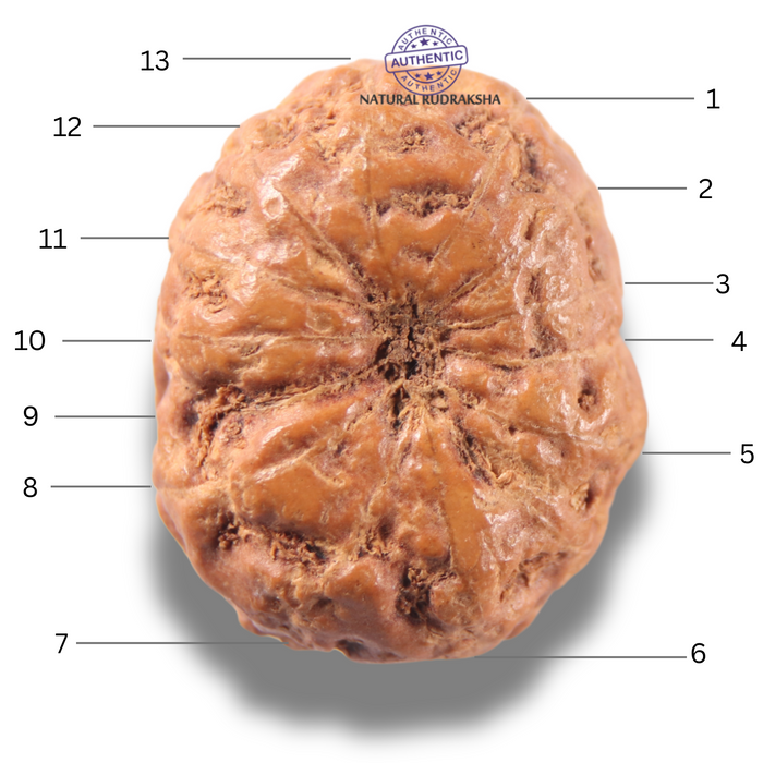 13 Mukhi Indonesian Rudraksha - Bead No . 317