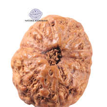 Load image into Gallery viewer, 13 Mukhi Indonesian Rudraksha - Bead No . 317
