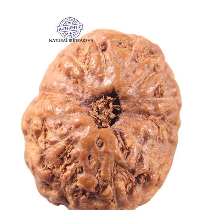13 Mukhi Indonesian Rudraksha - Bead No . 317