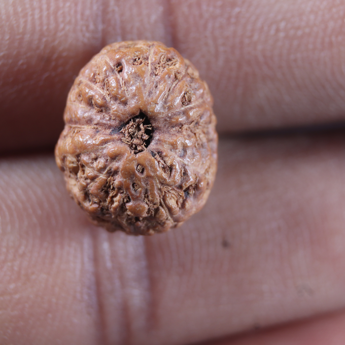 13 Mukhi Indonesian Rudraksha - Bead No . 317